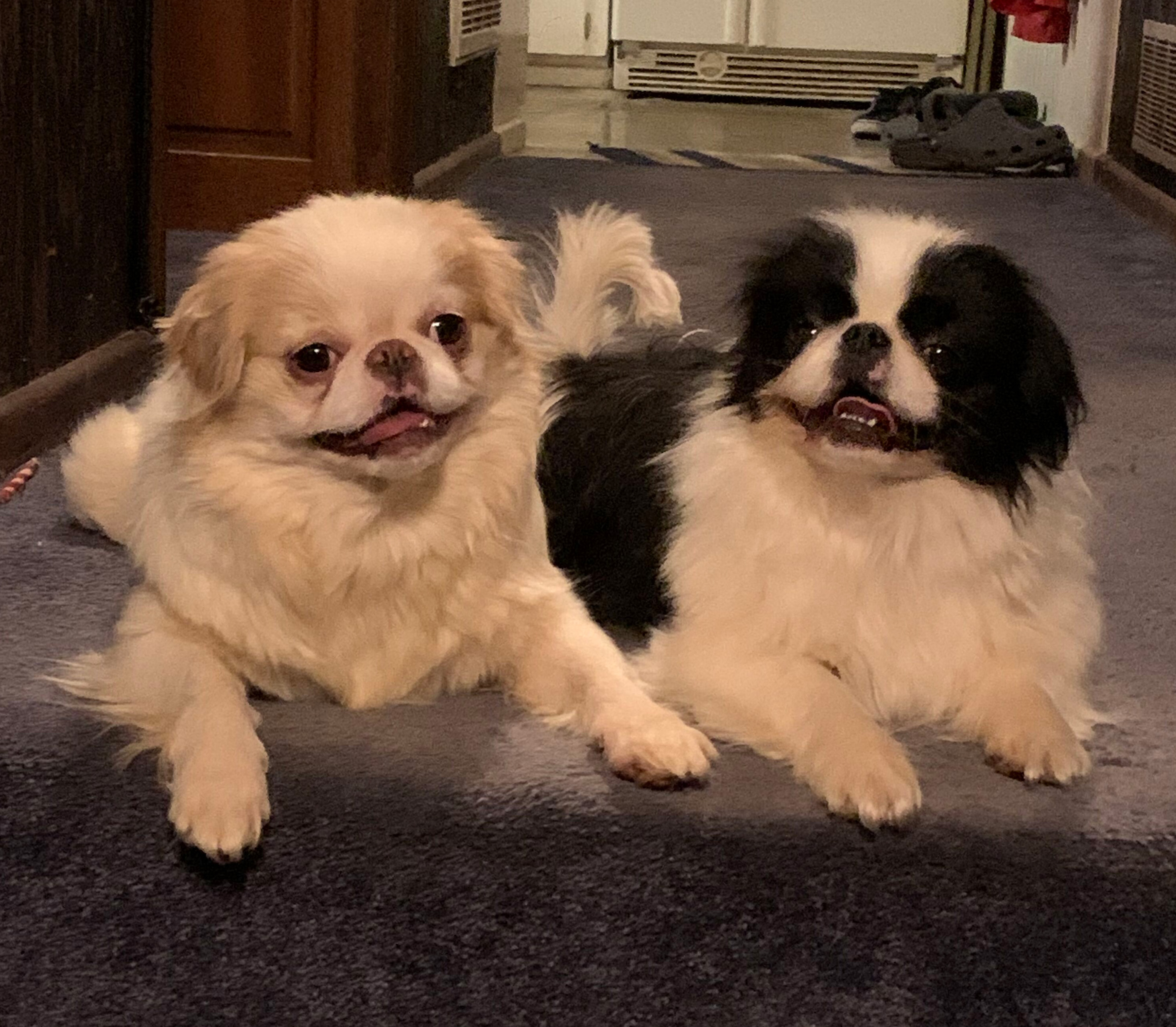 Zora and Pumpkin sitting together in the hallway